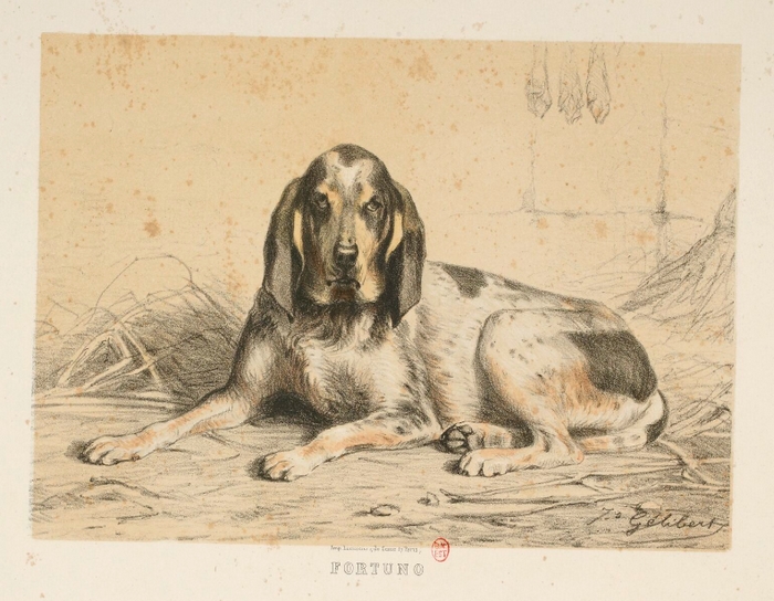 Fortuno par J. Gélibert - Tiré de l'Exposition du Bois de Boulogne (1863) - Journal des chasseurs